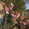 見納めや河津桜の通学路