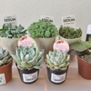 【気になる多肉植物】かわい子ちゃんたち