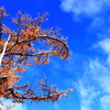 富士の針葉樹と青い空