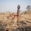 カンボジア、地雷探査のカンガルーネズミが引退