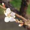 陽気に誘われ花咲く公園