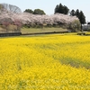 希望ヶ丘公園の菜の花畑・・