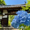 仙台・資福寺の紫陽花