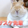 うさぎが換毛期前になるとめっちゃ甘えん坊になる現象！？