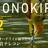 『ハリオハチクイが撮りたくて1.4倍テレコン』Z TELECONVERTER TC-1.4x