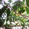 ギンモクセイ　銀木犀　Osmanthus fragrans. var. fragrans