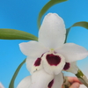 Dendrobium Yukidaruma( &#039;Pierrot&#039; x &#039; Shuran&#039;)