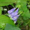 「青い鳥」ラショウモンカズラ,Meehania urticifolia,