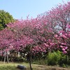 本牧山頂公園の横浜緋桜は満開
