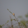 Croaking Cisticola エリフセッカ