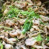 黒ごま豚、大葉と水菜の香味焼き