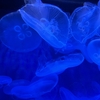 【体験談】子連れハワイ旅行で立ち寄りたい！ワイキキ水族館の魅力を紹介