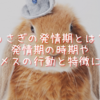 うさぎの発情期とは？発情期の時期やオス・メスの行動と特徴について