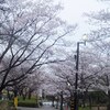 今日の〝桜〟Photo