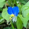 水無月の頃の花