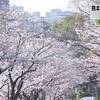 熊本城の桜の名所「行幸坂」を開放 花見の期間限定