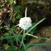 珍しい山野草