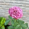 ＊切り花品種 アフタマス開花♡＆クレマチス復活