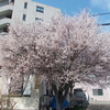 札幌の桜　その１　2024・春