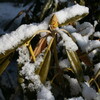 積雪は２センチほど、どんどん融けました。