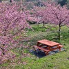 桜の中の休憩所