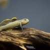 トウカイヨシノボリ Rhinogobius telma 