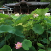 京都府宇治市「三室戸寺」　ハス