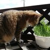 やっといつもの猫草にありつく。