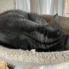 愛猫の朝の安全圏　投薬から逃げる場所はキャットツリーのハンモック