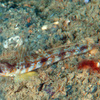 No.092 ブラウンバンド・シュリンプゴビー (Tomiyamichthys zonatus)