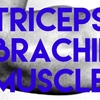 上腕三頭筋（Triceps brachii muscle：トリセプス）を鍛えよう