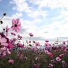 パックのひとりごと（秋桜）