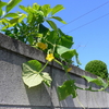 この時期ツル科の植物は元気だ