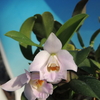 Cattleya alaorii  #5