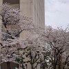 (おまけ④)東京・白金台駅近くの公園で咲いてた桜