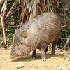 名護自然動植物公園　クビワペッカリー