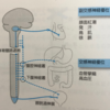 自律神経過反射について