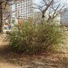 積もり始め…