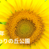 【2024年版】夏の写真スポット！小野市立「ひまわりの丘公園」でひまわり撮影！