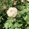 ブールドネージュ　Bouel de Neige