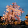 そうだ、京都行こう ３ 東寺の夜桜