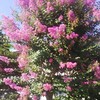 百日紅の花