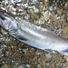 渓流釣り釣果の喜び・その内容