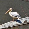 モモイロペリカンが“脱走”　赤穂海浜公園