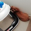 ダイエットで幸せに気付く。