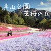 埼玉県秩父の【芝桜】今が見頃!  羊山公園おすすめ情報