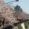 浅草寺と隅田川の桜です