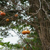 FE 50mm F2.8 Macro SEL50M28 は結構使えます