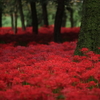 埼玉県巾着田の曼殊沙華