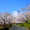 桜🌸撮影